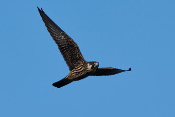 Eurasian hobby (Falco subbuteo)