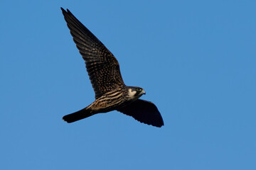 Eurasian hobby (Falco subbuteo)