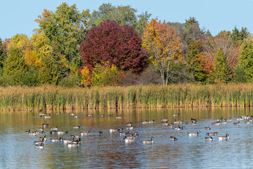 A Flock Of Canada Geese Feeding On A Local Pond In Fall In Wisconsin