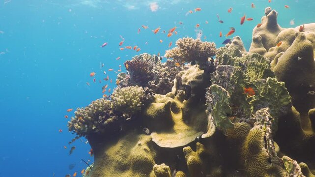 Tropical Fish on Vibrant Coral Reef