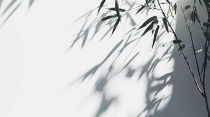 Obraz premium bamboo leaves and the shadows against white wall under the sun's light, with empty space for copy on the left side of the frame