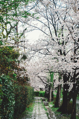 sakura in kyoto