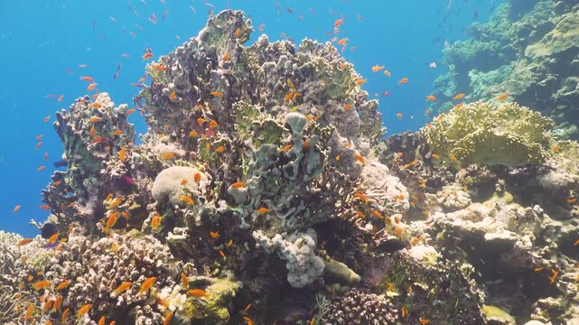 Tropical Fish on Vibrant Coral Reef