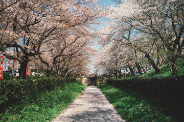 Naklejka premium sakura in Japan