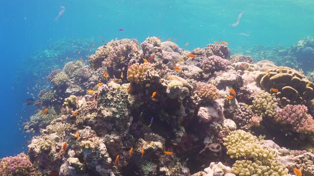 Tropical Fish on Vibrant Coral Reef