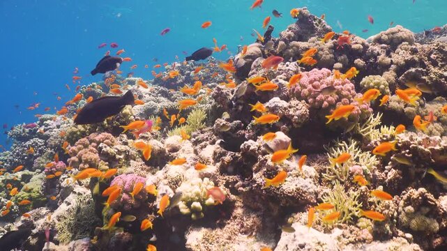 Tropical Fish on Vibrant Coral Reef