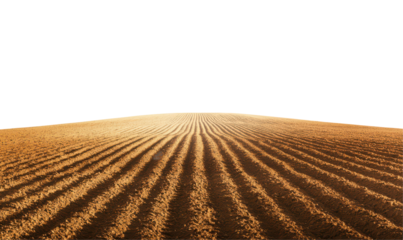 Expansive view of golden furrows in a field under a clear isolate on transparent background, cutout, png
