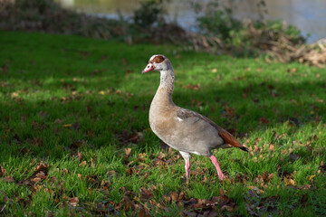 A beautiful adult male Nile or Egyptian goose (Alopochen aegyptiaca) walks across a sunlit meadow
