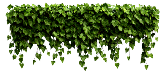 Green ivy vine wall isolate on transparent background, cutout, png
