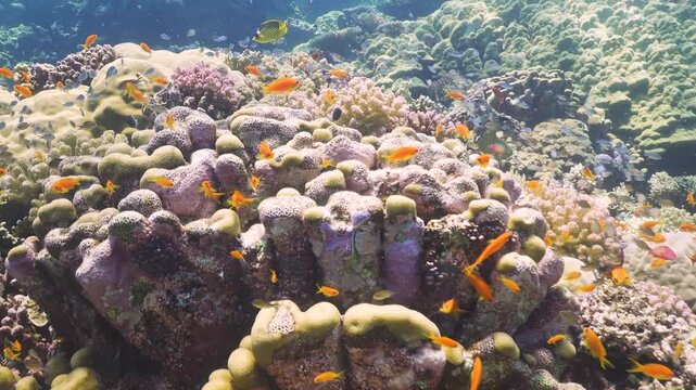 Tropical Fish on Vibrant Coral Reef