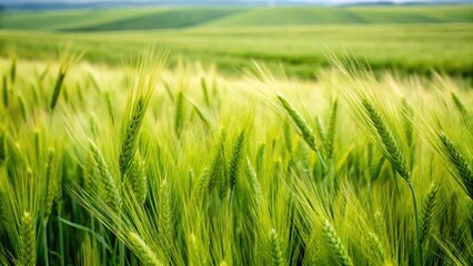 Green barley field focus on foreground long shot