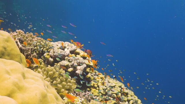 Tropical Fish on Vibrant Coral Reef