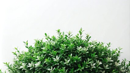 Green bush leaves plant with white isolated minimalist design