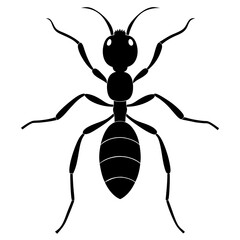 Insect vector 