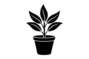 plant in pot