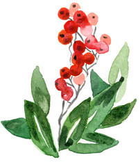 Christmas decorative holly berry. Watercolor hand drawn. Perfect for invitation, cards, packaging, poster, menu.