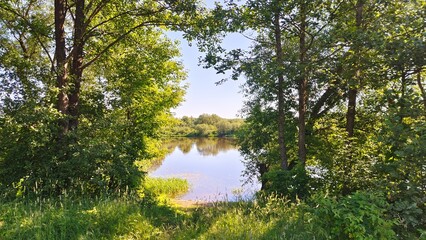 Shrubs, alder, willows and other trees grow on the grassy banks of the river and are reflected in...