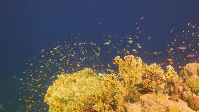 Tropical Fish on Vibrant Coral Reef