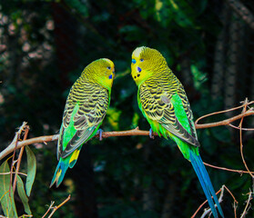 pair of parrots