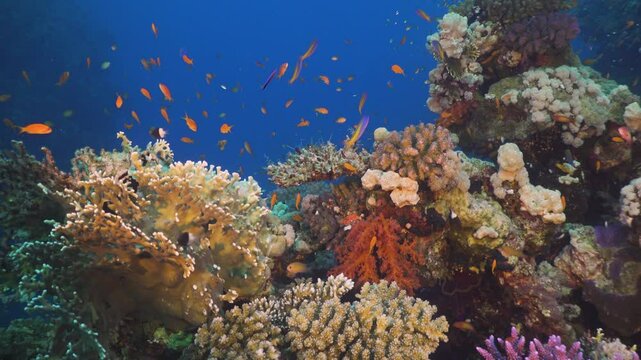 Tropical Fish on Vibrant Coral Reef