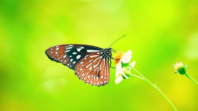 Thai butterfly in garden garden summer flower and butterfly flower butterfly flower butterfly