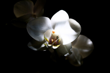white orchid on black background