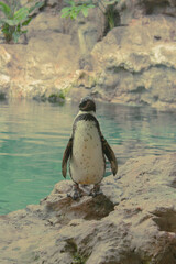 penguin on the rocks