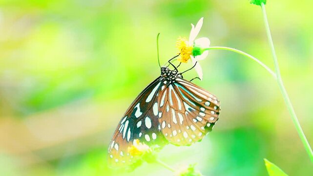 Thai butterfly in garden garden summer flower and butterfly flower butterfly flower butterfly