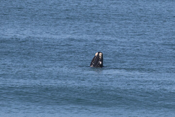 Fototapeta premium Spy-hopping Southern Right Whale Eubalaena australis close offshore near Mossel Bay, South Africa