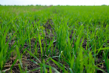 Winter wheat on the black soil in autumn.  Green young shoots. Shallow depth of field.