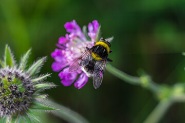Arctophila bombiformis hoverfly bumblebee mimic