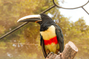 toucan on a branch