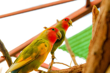 red and yellow macaw