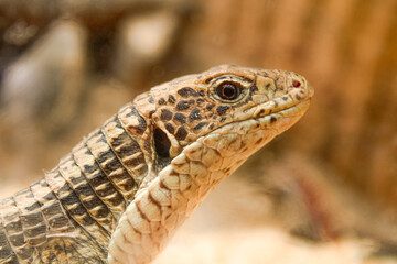 bearded dragon lizard