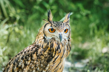 Detailed portrait with a Eurasian eagle owl (Bubo bubo) on green blurred background.
