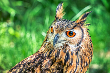 Detailed portrait with a Eurasian eagle owl (Bubo bubo) on green blurred background.