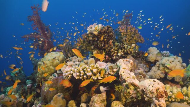 Tropical Fish on Vibrant Coral Reef