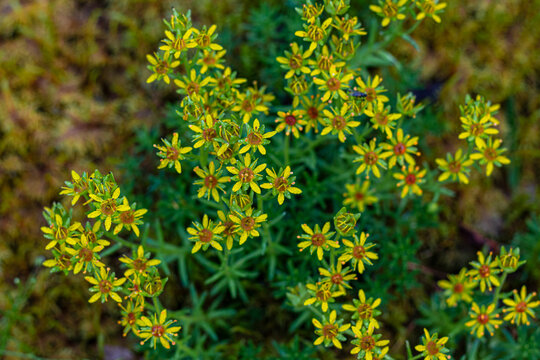 Closup of yellow mountain saxifrage (Saxifraga aizoides)