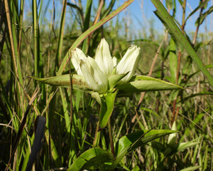Gentiana flavida (Yellow Gentian) Native North American Wildflower