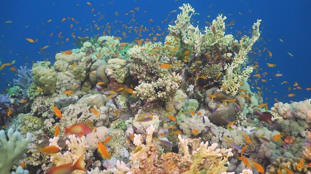 Tropical Fish on Vibrant Coral Reef