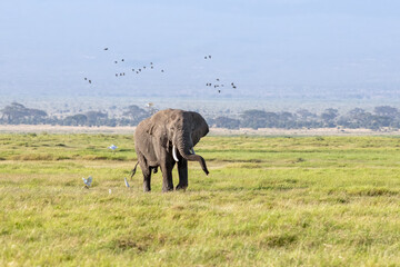 A bull elephant, surround by egrets and with a flock of birds behind, in the foothills of Mount Kilimanjaro, Amboseli National Park, Kenya.