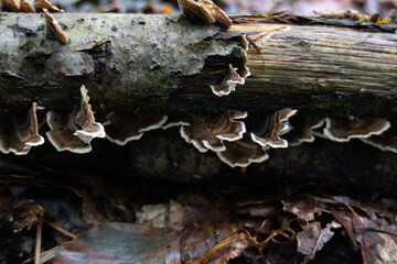 Grzyby, las, jesień, grzyby, las, jesień, grzybobranie, grzyby niejadalne