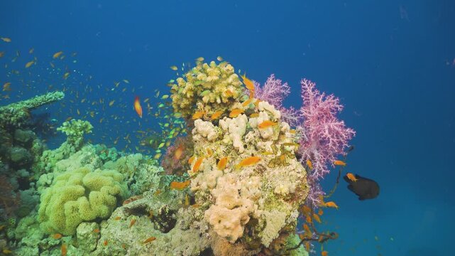 Tropical Fish on Vibrant Coral Reef