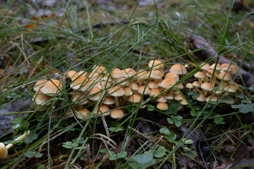 Grzyby, las, jesień, grzyby, las, jesień, grzybobranie, grzyby niejadalne