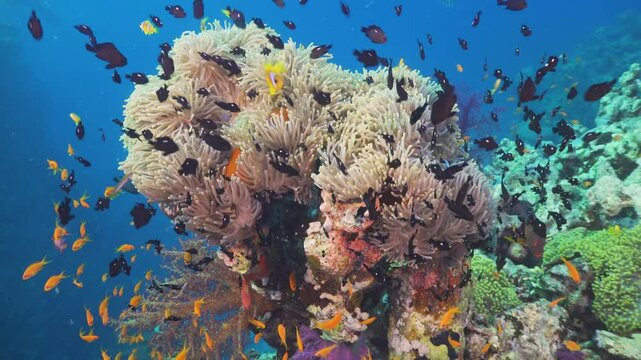 Tropical Fish on Vibrant Coral Reef