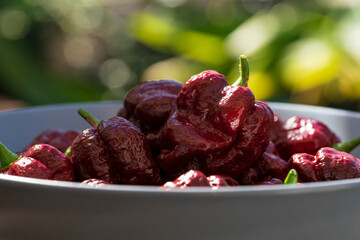 Brown hot chili trinidad scorpion after harvesting phase with garden bokeh background