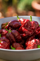 Brown hot chili trinidad scorpion after harvesting phase with garden bokeh background