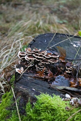 Grzyby, las, jesień, grzyby, las, jesień, grzybobranie, grzyby niejadalne