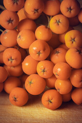 Ripe rowan berries in close-up.
