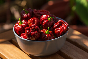 Brown hot chili trinidad scorpion after harvesting phase with garden bokeh background